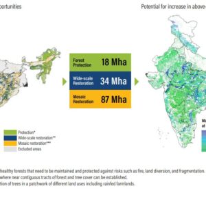Roadmap for Scaling Trees Outside Forests in India: Learnings from Select States on Policy Incentives, Enabling Conditions, and Barriers