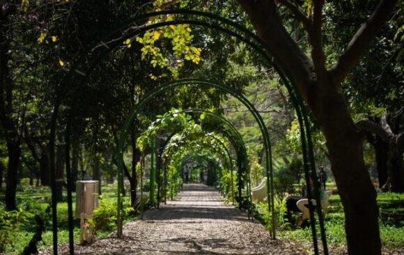 Trees for Cities Trees for Cities