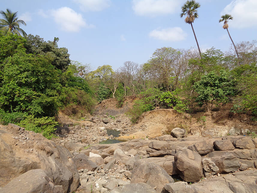 Walking Along the Mithi River: Exploring a 17 KM Long Trained River and Its Riverine Ecosystem