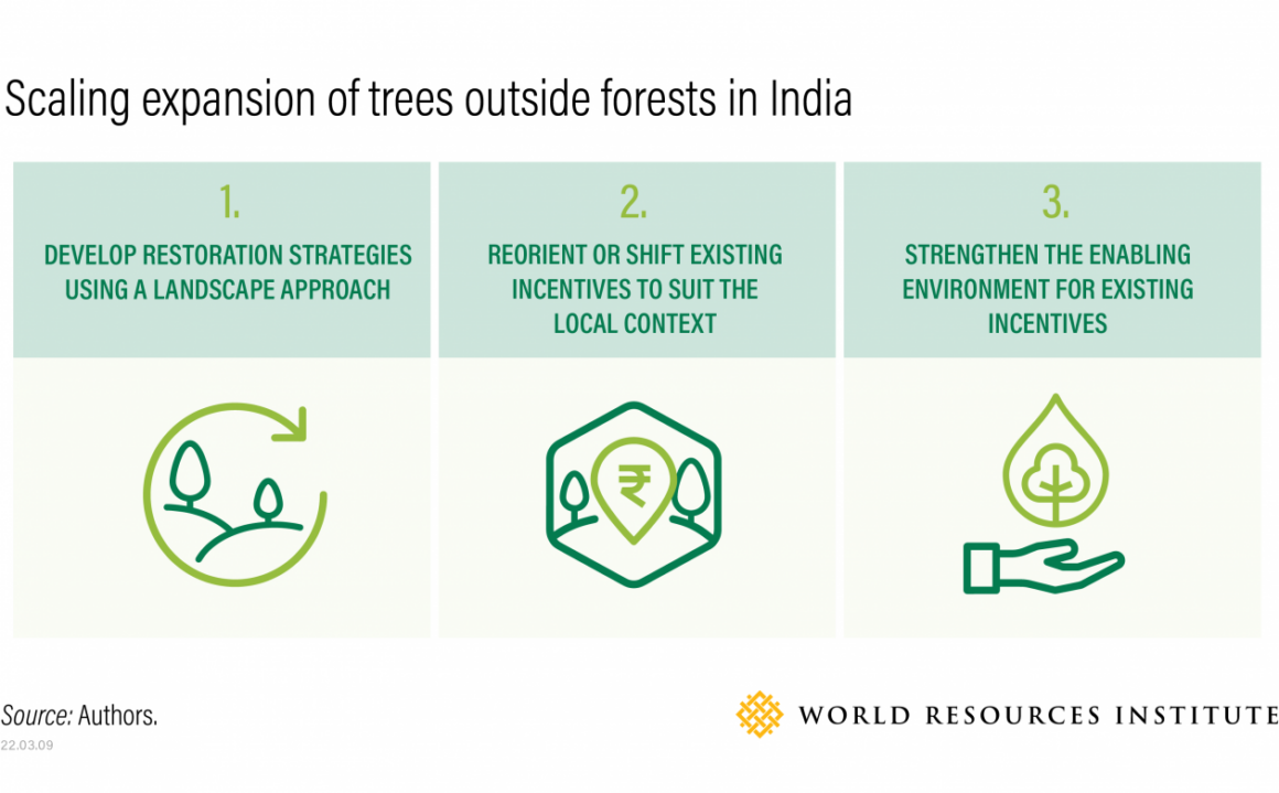 How To Responsibly Grow Millions of Trees Outside of Forests in India