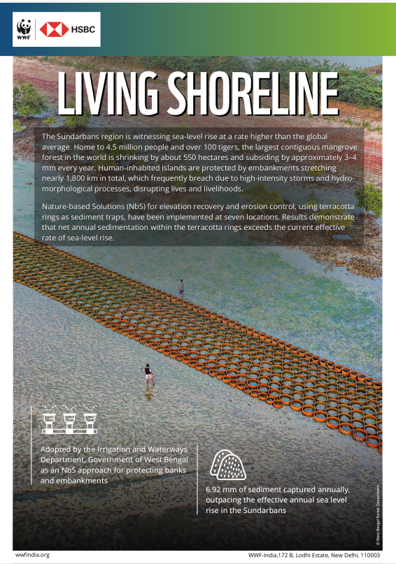 Living Shoreline